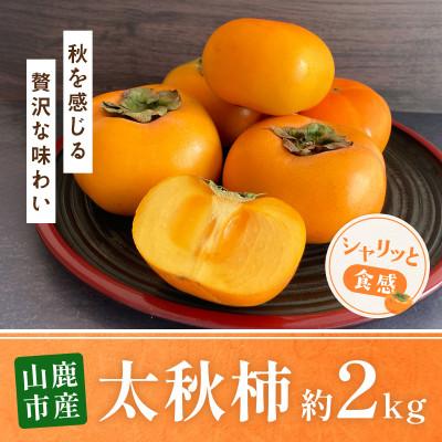 ふるさと納税 山鹿市 太秋柿 約2kg(山鹿市)