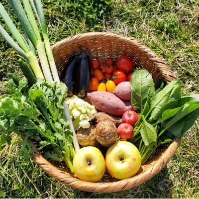 ふるさと納税 高根沢町 高根沢町産 冬の旬の農産物詰め合わせ 6品以上