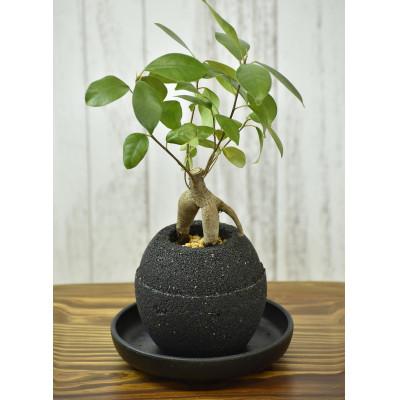 ふるさと納税 知立市 アクアプラントポット 玉Sブラックーガジュマル