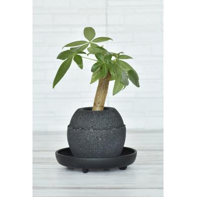 ふるさと納税 知立市 アクアプラントポット 玉Sブラックーパキラ