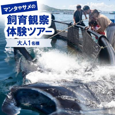 ふるさと納税 本部町 マンタやサメの飼育観察体験ツアー大人1名様