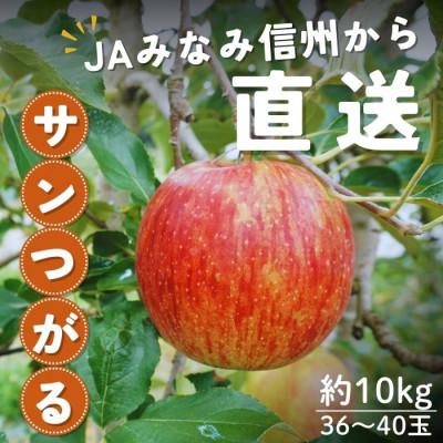 ふるさと納税 豊丘村 [南信州産]サンつがる 秀品 約10kg(36〜40玉) 9月上旬〜順次発送
