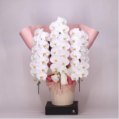 ふるさと納税 有田市 フォアスPREMIUM3本立ち42リン以上 白