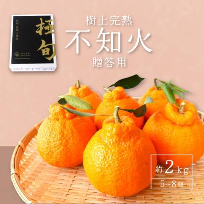 ふるさと納税 高野町 先行予約![贈答用化粧箱入] 不知火 樹上完熟 約2kg (5〜8個入)