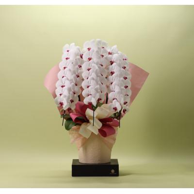 ふるさと納税 有田市 フォアスPREMIUM胡蝶蘭3本立ち42リン以上 リップ