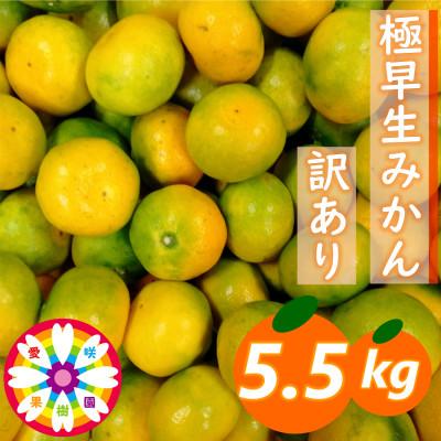 ふるさと納税 八幡浜市 「 極早生 みかん 」訳あり約5.5kg《 愛咲果樹園 》【A71-24】 | 