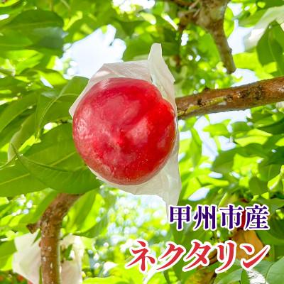 ふるさと納税 甲州市 [桃でもすももでもない!]スイートネクタリン2kg程度