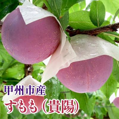 ふるさと納税 甲州市 すもも(貴陽)│7〜9玉(合計1.5kg程度)