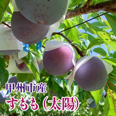 ふるさと納税 甲州市 すもも(太陽)│7〜9玉(合計1.5kg程度)