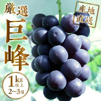 ふるさと納税 甲州市 【2025年先行受付】山梨県甲州市産 厳選 巨峰 1kg以上(2〜3房) | 