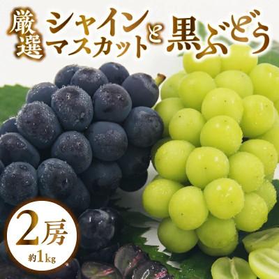 ふるさと納税 甲州市 [2025年先行受付]山梨県甲州市産 厳選 ぶどう 2種詰合せセット 2房 約1.0kg