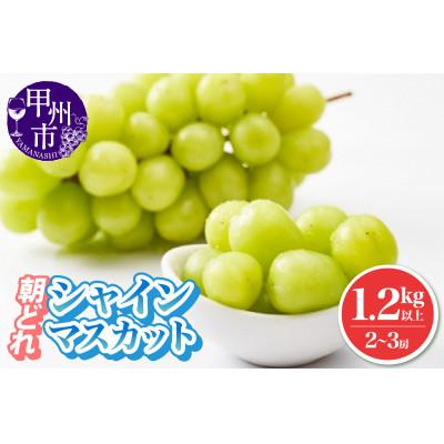 ふるさと納税 甲州市 [2026年発送]池田青果 厳選 シャインマスカット 2房〜3房 (計1.2kg以上)