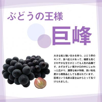 ふるさと納税 甲州市 【2026年発送】厳選 池田青果 巨峰 2房(計1.0kg以上)(IS)B-468 |  | 01