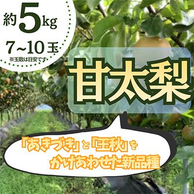 ふるさと納税 小山市 数量限定![約5kg]栃木県小山市産 甘太 梨