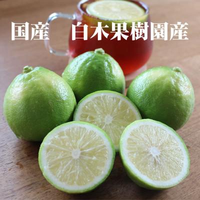 ふるさと納税 土佐市 &lt;白木果樹園産&gt; ベルガモット 約1kg 白木果樹園産(5〜8個入り)