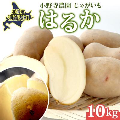 ふるさと納税 洞爺湖町 じゃがいも はるか 10kg 先行受付 産地直送 北海道 洞爺湖 2025年10月初旬より順次発送