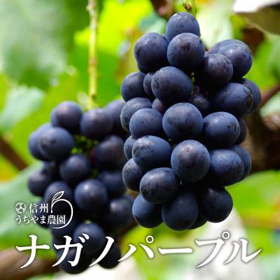 ふるさと納税 長野県 至福の葡萄箱(3色セット) 合計約1.5kg【9月中旬〜10月下旬 順次発送予定】の画像