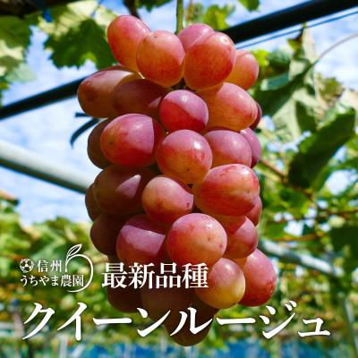 ふるさと納税 長野県 至福の葡萄箱(3色セット) 合計約1.5kg【9月中旬〜10月下旬 順次発送予定】の画像
