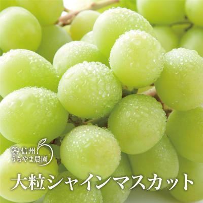 ふるさと納税 長野県 至福の葡萄箱(3色セット) 合計約1.5kg【9月中旬〜10月下旬 順次発送予定】の画像