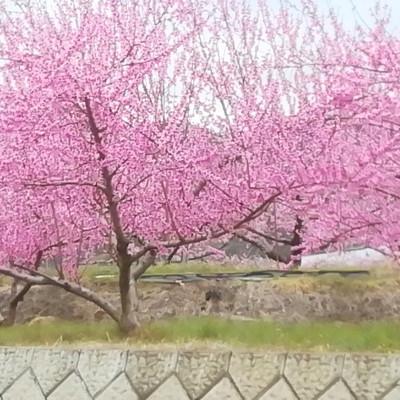 ふるさと納税 都留市 【2026年先行受付】桃　約2kg箱(6〜8個)_3