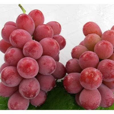 ふるさと納税 長野市 [9月中旬より順次発送]クイーンニーナ(特秀) 2房