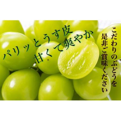 ふるさと納税 長野県 信州須坂産高級シャインマスカット 約4kg(6〜10房)の画像