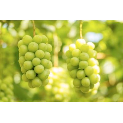 ふるさと納税 長野県 信州須坂産高級シャインマスカット 約4kg(6〜10房)の画像