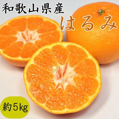 ふるさと納税 かつらぎ町 [厳選・濃厚]和歌山県産のはるみ約5kg(サイズおまかせ)(かつらぎ町)