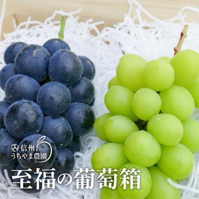 ふるさと納税 長野県 【2026年8月より順次発送】至福の葡萄箱1kg以上!(シャインマスカット1房&ナガノパープル1房) | 