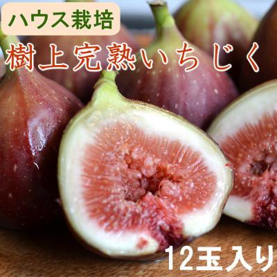 ふるさと納税 印南町 [ハウス栽培]和歌山県産樹上完熟いちじく12玉入り(印南町)