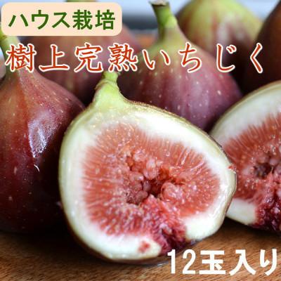 ふるさと納税 高野町 [ハウス栽培]和歌山県産樹上完熟いちじく12玉入り(高野町)