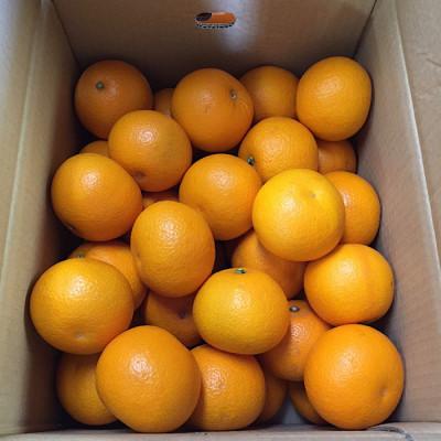 ふるさと納税 広川町 和歌山県産 八朔 10kg 秀品