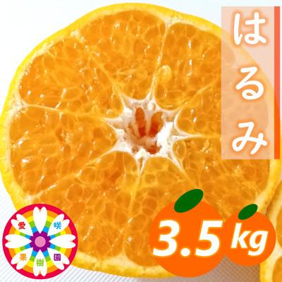 ふるさと納税 八幡浜市 愛咲果樹園「はるみ」約3.5kg[C71-29]