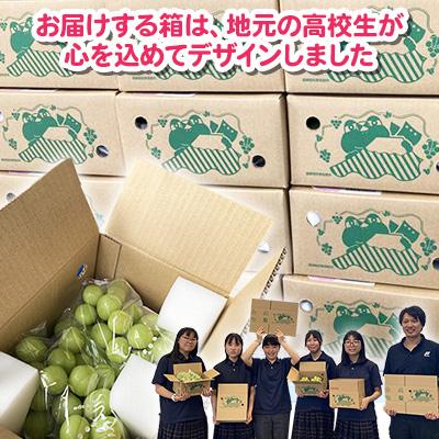 ふるさと納税 韮崎市 山梨 韮崎市産 秀品 シャインマスカット 約1.2kg
