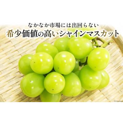 ふるさと納税 韮崎市 山梨 韮崎市産 秀品 シャインマスカット 約1.2kg