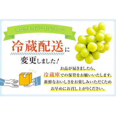 ふるさと納税 韮崎市 山梨 韮崎市産 秀品 シャインマスカット 約1.2kg