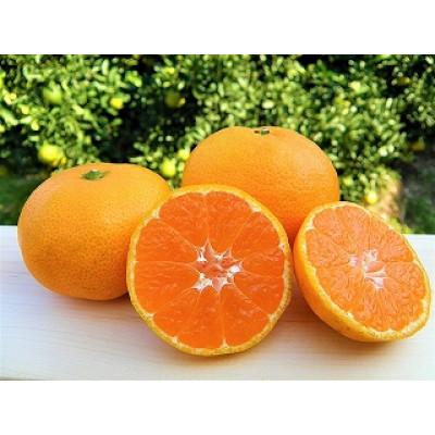 ふるさと納税 観音寺市 2026年順次発送 瀬戸内せとか フリーサイズ 約3kg