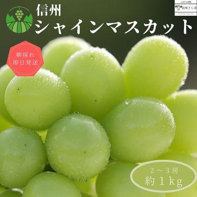 ふるさと納税 佐久穂町 シャインマスカット 約1kg(2〜3房)