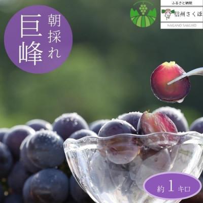 ふるさと納税 佐久穂町 巨峰 約1kg