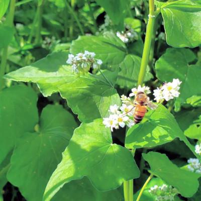 ふるさと納税 滝沢市 非加熱はちみつ そば300g×2本の画像