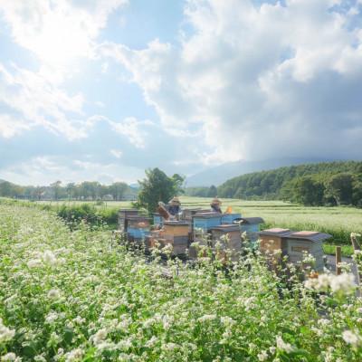 ふるさと納税 滝沢市 非加熱はちみつ そば300g×2本の画像
