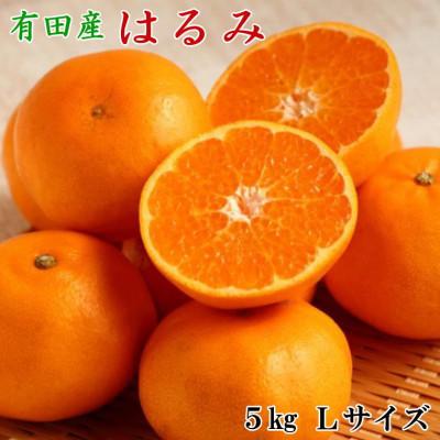 ふるさと納税 かつらぎ町 [厳選・濃厚]紀州有田産のはるみ約5kg(Lサイズ) (かつらぎ町)