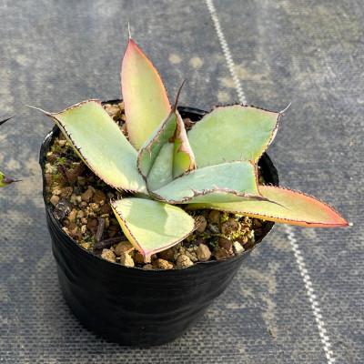 ふるさと納税 長与町 アガベ グアダラハラナ 1株 Agave guadalajarana 長与町/アグリューム