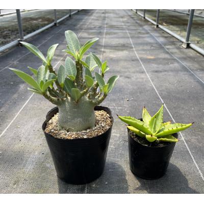 ふるさと納税 長与町 アデニウム アラビカム&amp;アガベ sp. ピロン クバ 各1株 長与町/アグリューム