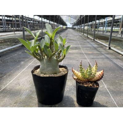 ふるさと納税 長与町 アデニウム アラビカム&amp;アロエ マルロシー 各1株 長与町/アグリューム