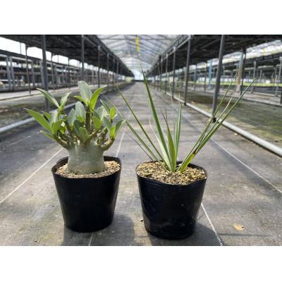 ふるさと納税 長与町 アデニウム アラビカム&amp;ユッカ リギダ 各1株 長与町/アグリューム