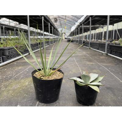 ふるさと納税 長与町 ユッカ リギダ&amp;アガベ グアダラハラナ 各1株 長与町/アグリューム