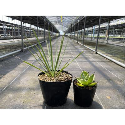 ふるさと納税 長与町 ユッカ リギダ&amp;アガベ チアペンシス 各1株 長与町/アグリューム