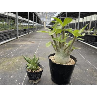 ふるさと納税 長与町 サンセベリア ボンセレンシスドワーフ&amp;アデニウム アラビカム 各1株 長与町/アグリューム