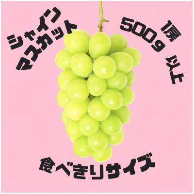 ふるさと納税 甲州市 甲州市産シャインマスカット 自慢のシャインマスカット1房500g以上 食べきりサイズです!